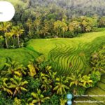 Geen dierenattracties Bali | Ikganaarbali.nl