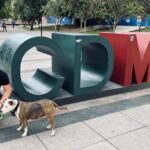 Pet import requirements USA: a simple guide for UK pet owners