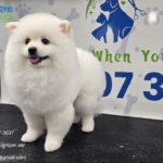 Mobile Pet Nail Filing | Poshpamper.ae