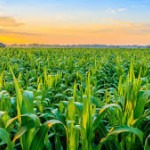 Super Phosphate Supplier in Egypt | Trusted Agro Partners