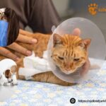Vaccinera katt i Tomelilla – säkra din katts hälsa hos Sjobodjurklinik
