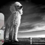 Veterinario en León, Gto: atención profesional para tu mascota