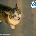 Super Pet Comfort Wheel Buy Online Uk | Yopet.co.uk
