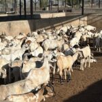 Halal-certified Goat Carcass Exporters | Reliable, Ethical Sourcing