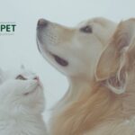 Best Kidney Support for Dogs: Gentle, Effective Care