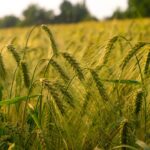 A Day in the Field: Innovations that Shape Harvesting