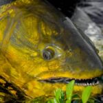 Bonefish Fly Fishing in the Bahamas: An Unforgettable Trip