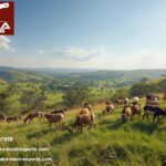 Kenya Goat Meat Export to Oman: Fresh, Halal, Reliable Supply