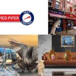 Mice Removal: Safe, Effective Solutions for Your Home