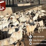Fast and fresh fresh carcass delivery to Middle East