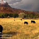 Agricultural CPA Firm Santa Barbara | Expert Farm Tax & Accounting