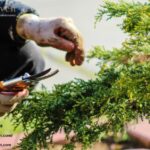 A Quiet Turnaround for a Curious Garden