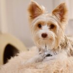 Dog Beds Orthopedic Memory Foam for Restful Sleep