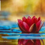 Rocklin Landscapers | Rocklinlandscapingpros.com