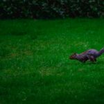 Professional Gardening Services | Expert Garden Care in Bristol