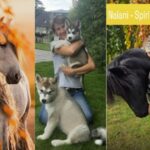 Frühere Leben bei Tieren entdecken – Verständnis und Verbindung stärken