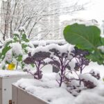 Small-Scale Homesteading Washington: A Practical Guide