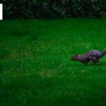 Professional Gardening Services to Transform Your Outdoor Space