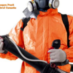 Edmonton Exterminator: Safe, Effective Pest Control Services