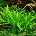 Semi-Aquatic Plants for Sale: Vibrant, Ready to Grow