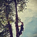 Tree Trimming Placerville CA – Safe, Local Arborist Services