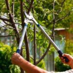 Elk Grove Tree Services – Safe, Beautiful, Professional Care