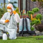 A Spring Tale of a Pristine Lawn and Loyal Neighbours