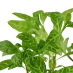 Low Maintenance Aquarium Plants for Easy, Beautiful Aquariums
