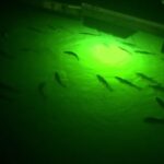 Choosing the Best Light for Docks: durable, easy-fit options