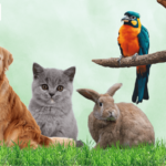 Doha Vet: Trusted Pet Care in Qatar