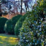 Landscape Gardeners in South West London | Lyuven Experts