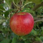 Natural Food Coloring: Safe, Vibrant & Reliable Solutions