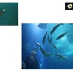 Halal Certified Fish Collagen Peptide | Pure Marine Collagen