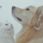 Order natural pet kidney supplements for dogs and cats | Indarpet UK