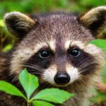 Effective Pest Control in South Abington Township, PA</title