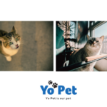 Cat Chew Toys for Sale in the UK | Find Your Furry Friend’s Favorite