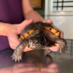 Village Animal Hospital: Compassionate Care for Your Pet