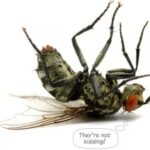 Commercial Pest Treatment Gold Coast | Safe, Effective Solutions