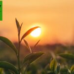 Root Crop Harvester: Rugged, High-Capacity Farm Equipment