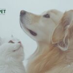 Best Natural Supplement for Cat Kidney Health: Safe, Gentle Support